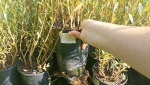 Саженцы сортовой ивы Маяк-2 в питомнике ТВЕРСКАЯ ИВА