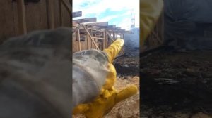 каркасный сарай ,для быков,коров и свеней.