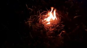 Осиное гнездо в земле. Уничтожение выжиганием.