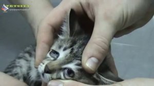 Болезни собак и кошек. Болезни глаз