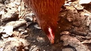 Апельсин на завтрак