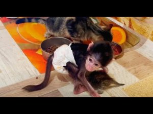 Люся КВОХЧЕТ над котятами как КУРИЦА над цыплятами