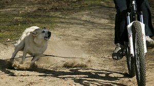 ПОЧЕМУ СОБАКИ НЕ ЛЮБЯТ ВЕЛОСИПЕДИСТОВ. СОБАКА. ПОРОДА. КЛИЧКА. ВЕЛОСИПЕД. ЛАЙ. ГАВ. ЗАЩИТА. ОХРАНА.
