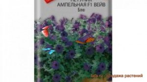Петуния ампельная Вейв Блю (veyv blyu) ? петуния Вейв Блю обзор: как сажать семена петунии Вейв Блю