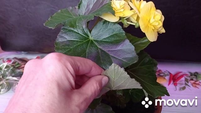 Комнатные цветы/растения. Новинки.