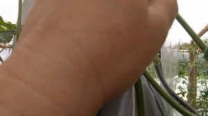 18 июля 2021.Арбуз Золотой малыш.