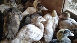 Как сохранить индоутят 100% .Индоутята без мамы утки это гарантированная сохранность поголовья!!!