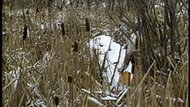 10. Добыча ондатры (Eng) смотреть онлайн