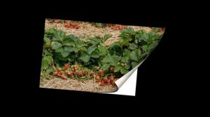 Фрукты обучающее видео для малышей. Изучаем самые любимые фрукты и наблюдаем, как они растут.