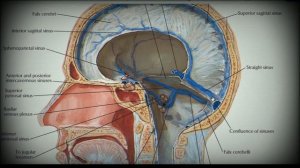 Анатомия с АВ. Оболочки мозга (meninges). Циркуляция спинномозговой жидкости.