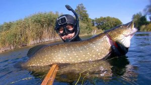 ПОДВОДНАЯ ОХОТА Появилась щука монстр которая охотится на 3х килограммовых щук