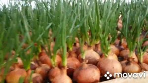 Лук на перо Банко. Результат.