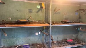 Чем правильно кормить ожереловых попугаев