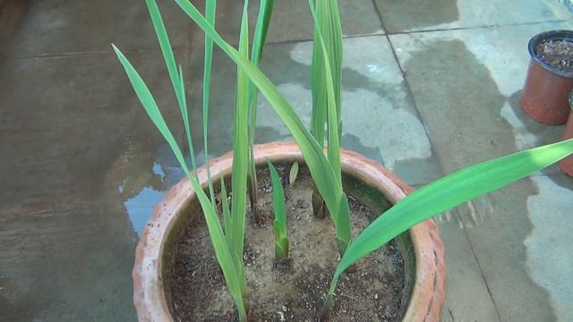 How to Plant, Grow n Care for Gladiolus Bulbs or Corms [The Complete Guide] смотреть онлайн