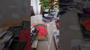 петунии 2 часть,изи,шок вейв,софистика,опера обзор 18.01.23