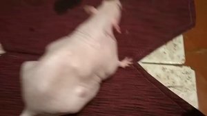 Тяжёлое дыхание у крысы.