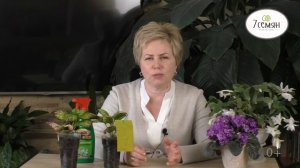 КАК БОРОТЬСЯ С МОШКАМИ В РАССАДЕ И КОМНАТНЫХ ЦВЕТАХ!