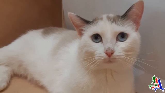 Она со слезами на глазах набрасывалась на корки от хлеба… Кошка давно не ела, отдавая все котятам… смотреть онлайн