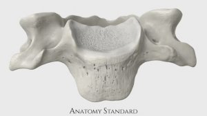 Типичный шейный позвонок | Vertebra cervicalis (C5)