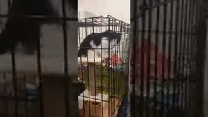 Приют для кошек. Екатеринбург. Кото-кафе.