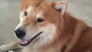 Новые ПОРОДЫ СОБАК о которых ВЫ НЕ ЗНАЕТЕ!