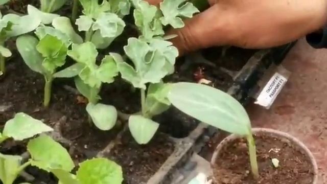 Прививка арбуза на лагенарию смотреть онлайн