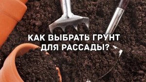 Грунт для рассады. Как выбрать грунт для рассады?