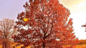 Дуб красный (quercus rubra) ? красный дуб обзор: как сажать, саженцы, рассада, крупномеры дуба