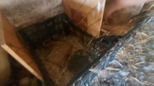 все яйца у уток испорчены! меняем гнёзда!