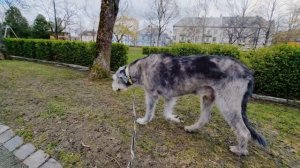 Spring in Trondheim, calm walk, 80kg Irish Wolfhound, Norway 2022