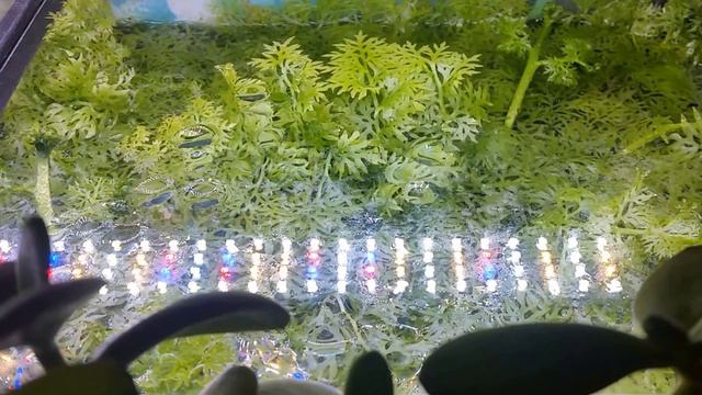 CRAZY FAST Growing Floating Plant | Indian Lace Fern
