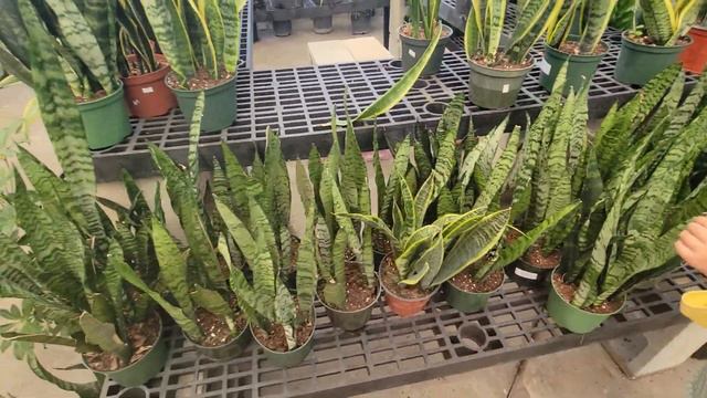 253. Садовый Центр в США, Флорида. Цены на садовые и комнатные растения. смотреть онлайн