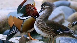 МАНДАРИНКА   - САМАЯ КРАСИВАЯ УТКА