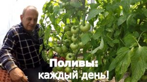 Помидор в теплице. Угловое - серия 8. Плодоношение. Томат на подвое