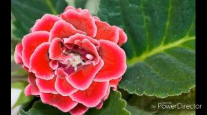 Всё о цветах. Глоксиния.