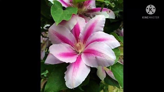 Clematis / good climbing plant for backyard.