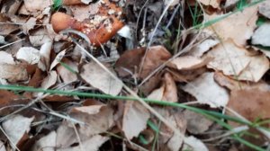 ЛЕГЕНДА РЕДМИ НОУТ 7 при 60 кадров умеет