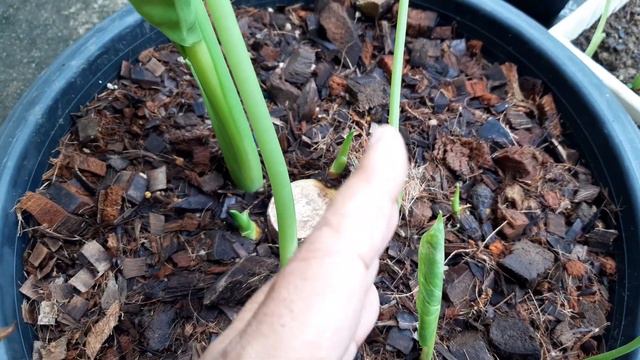 Ep.312 Alocasia Macrorrhizos Var. สำเร็จได้บอนกระดาดด่างขาวกลับมา จากการยกยอด เหลือตอต้นกลายใบเขียว смотреть онлайн