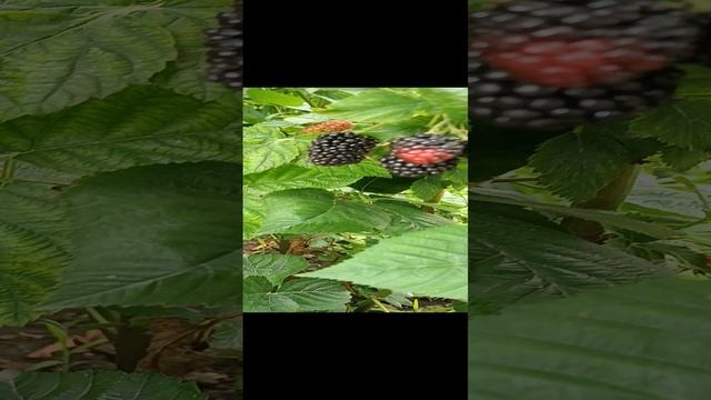 Хотите выращивать самую крупную и вкусную ежевику. Советую сорт Блек Джем