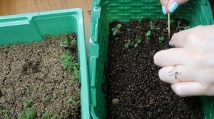 Глоксинии из семян ЧТО ВЫРОСЛО / Пересадка