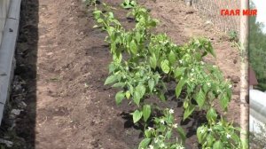 Высадка острого перца в открытый грунт