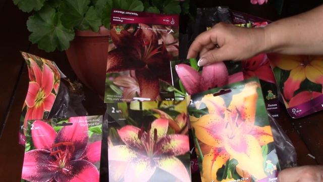 Лилии со скидкой.  Распаковочка и посадка луковиц..mp4 смотреть онлайн