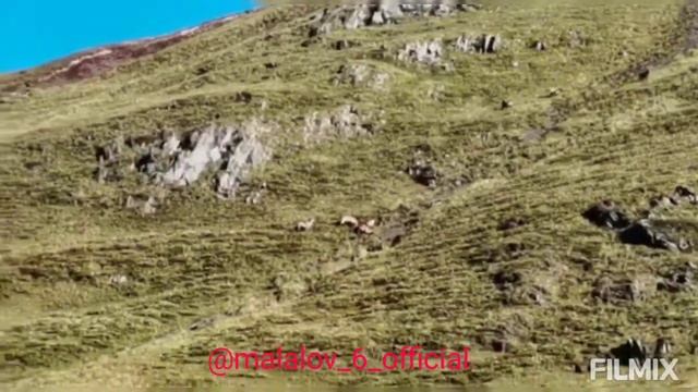 Тляратинский заказник, Туры и овцы, Добрососедство,, Тляратинский район, р. Дагестан,