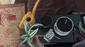 Черенкую драцену. Драцена отогнутая черенкование.