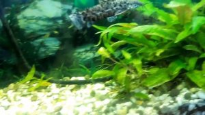 виды аквариумных сомиков. Аквариумный сомик Таракатум (лат. Hoplosternum thoracatum)