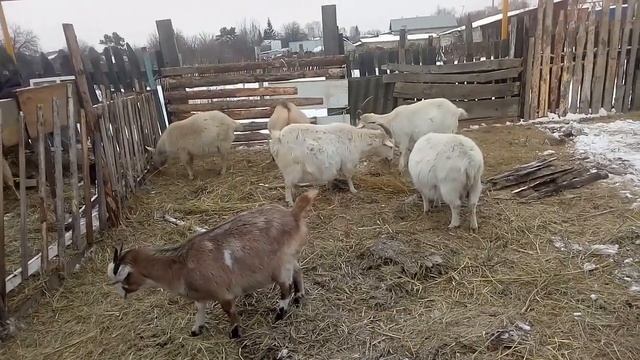 Зимнее содержание коз, немного о запуске козы