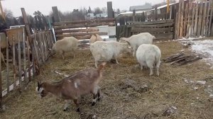 Зимнее содержание коз, немного о запуске козы