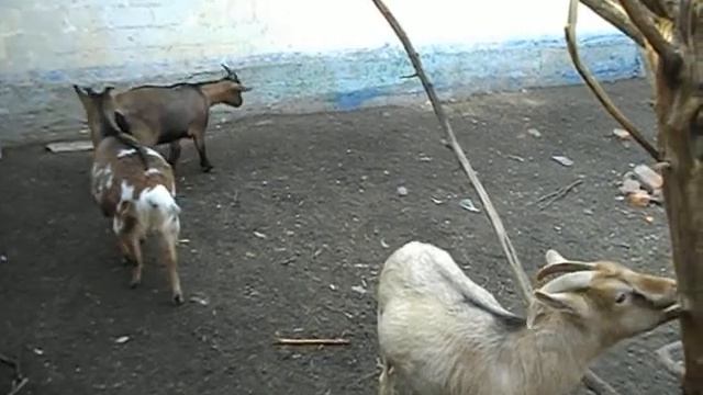 Почему коза общипала шерсть. Лизуха у камерунской козы.