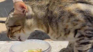 Hungry feral cat eat chicken soup ? Голодный уличный кот кушает куриный суп  Lustige katzen  Gatos