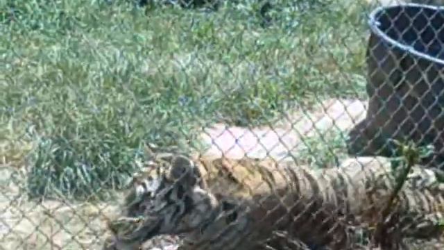 Visit to the Carnivore Preservation Trust July 09 смотреть онлайн